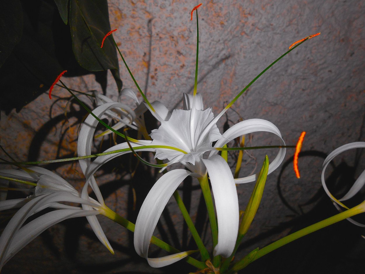 Гименокаллис и эухарис