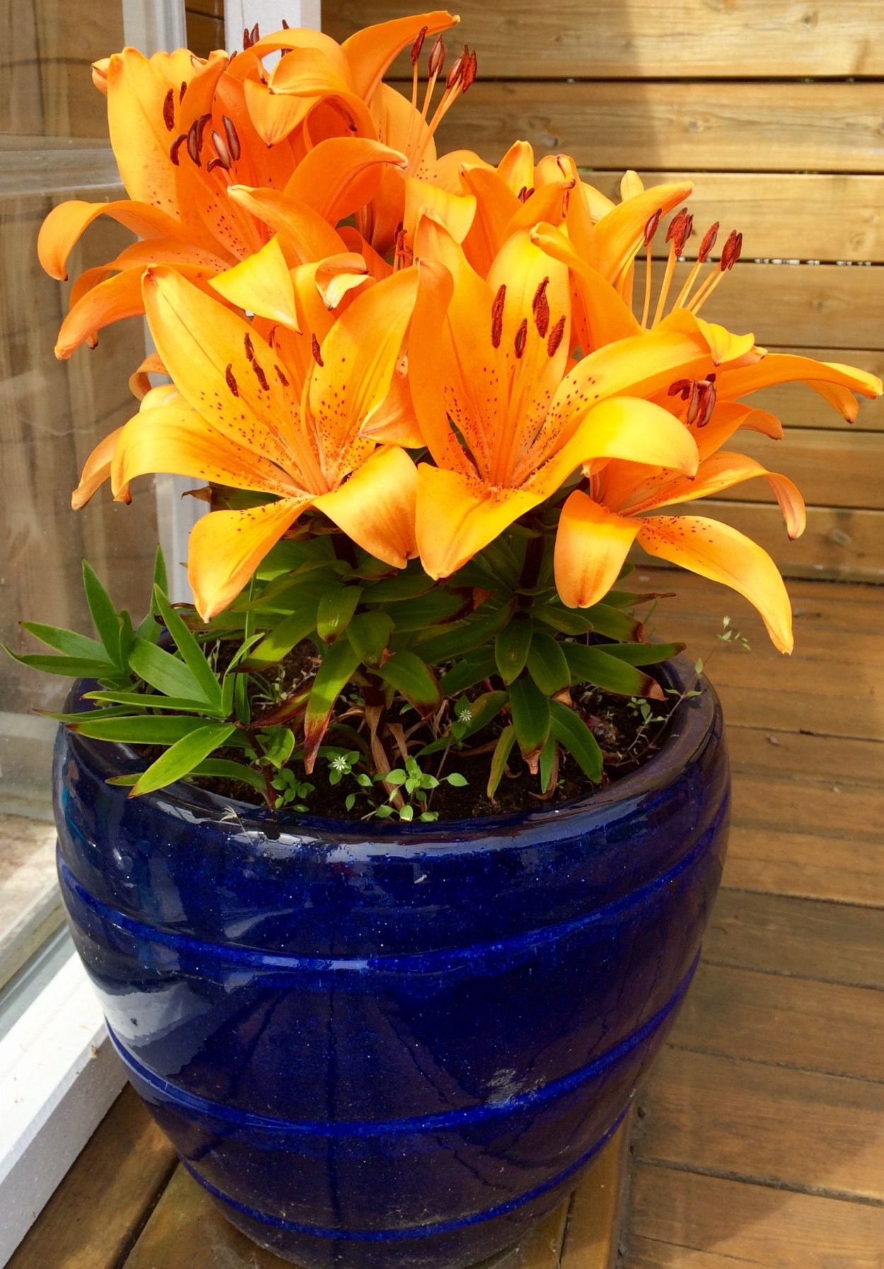 Горшок Лилия цивити