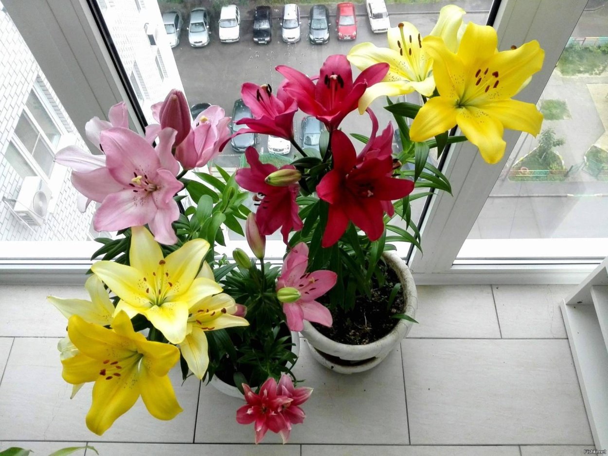 Лилия Апполо комнатная