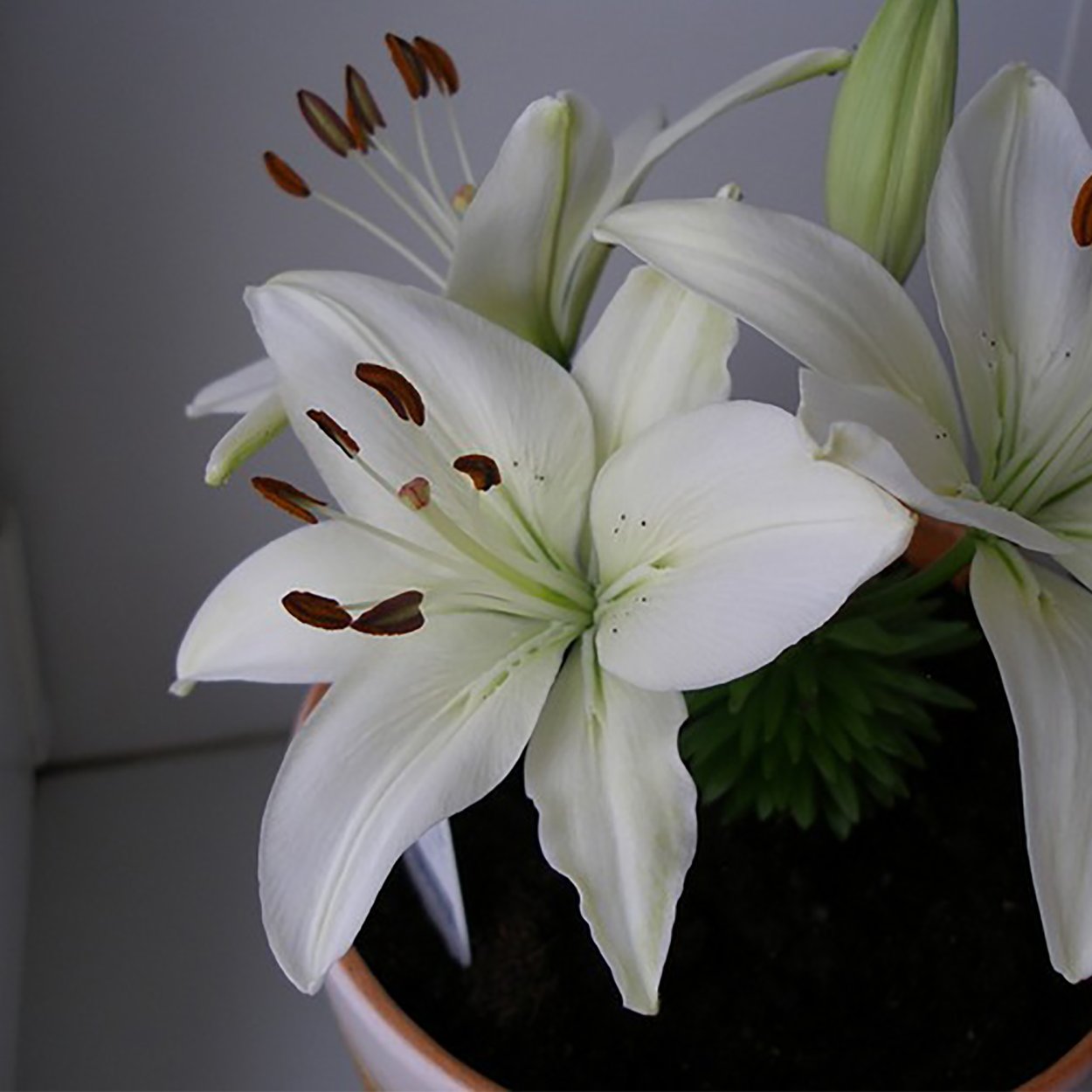 Лилия Уайт Фокс