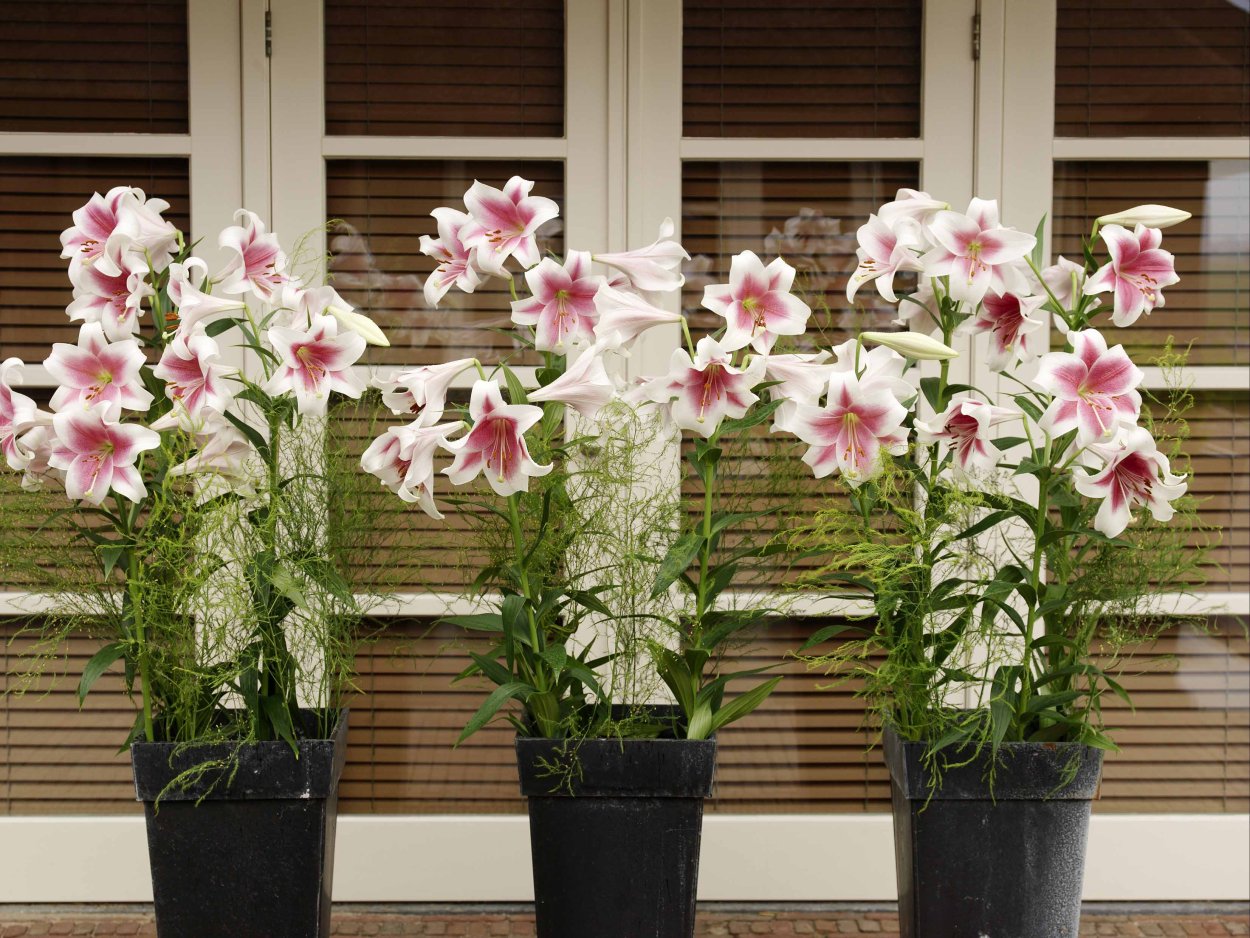 Горшечная клубневая Лилия