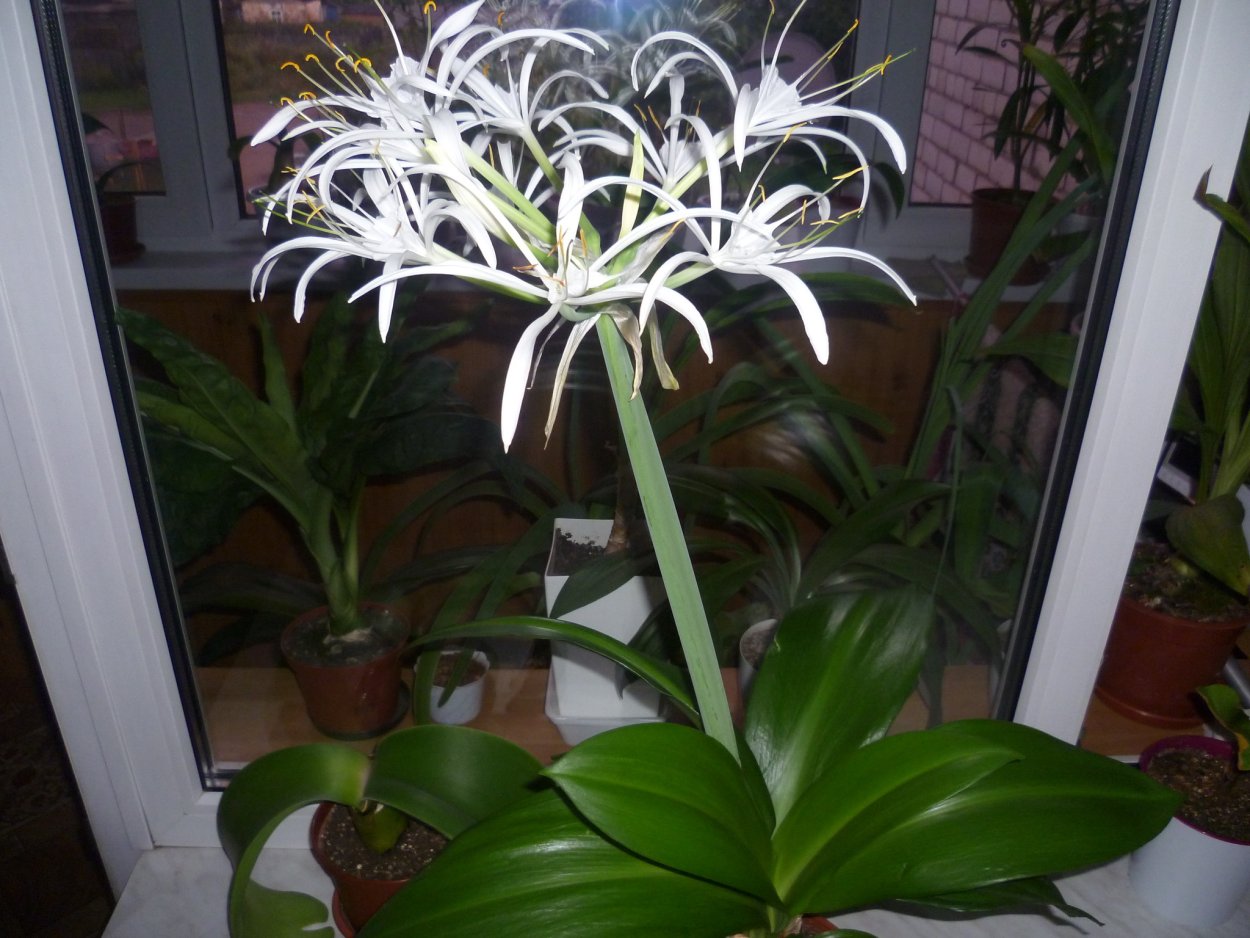 Гименокаллис и эухарис