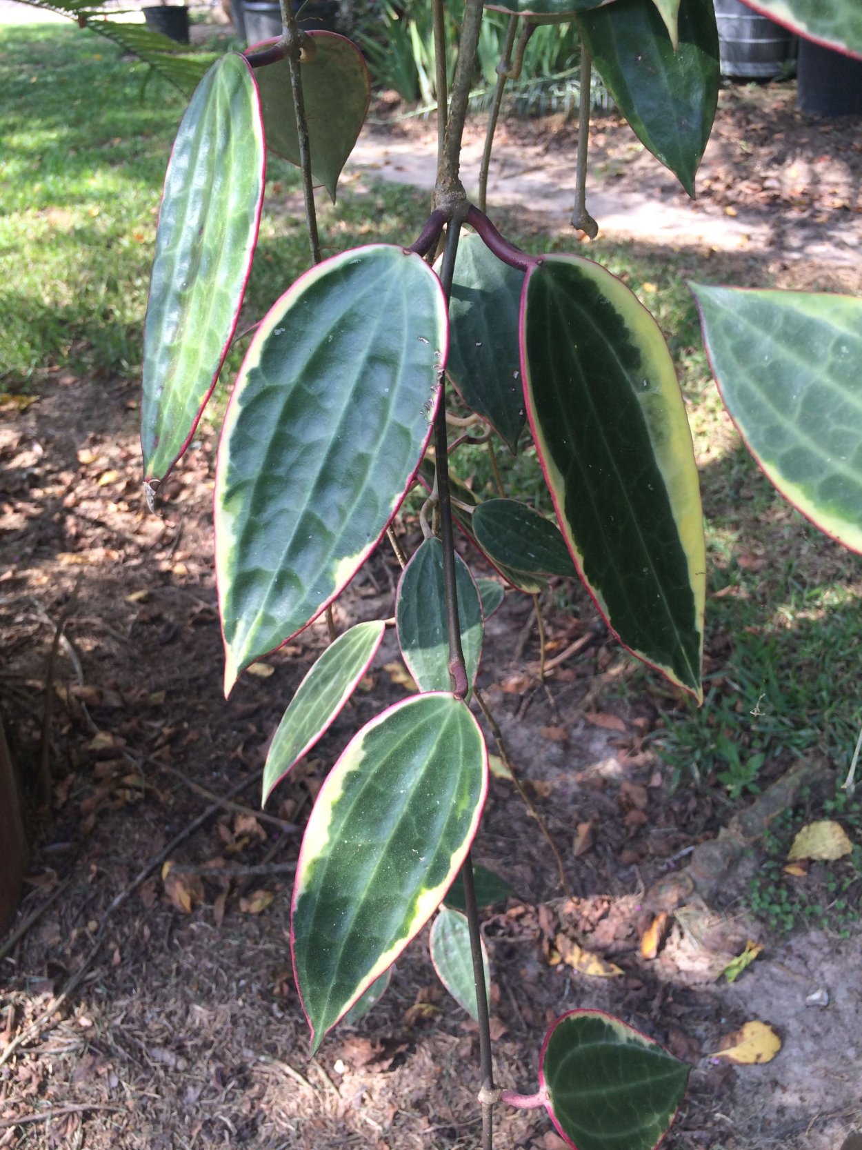 Хойя макрофилла