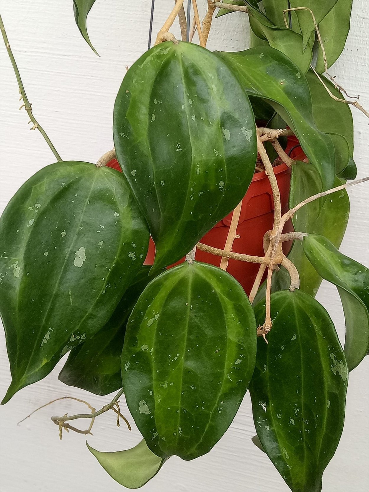 Хойя macrophylla