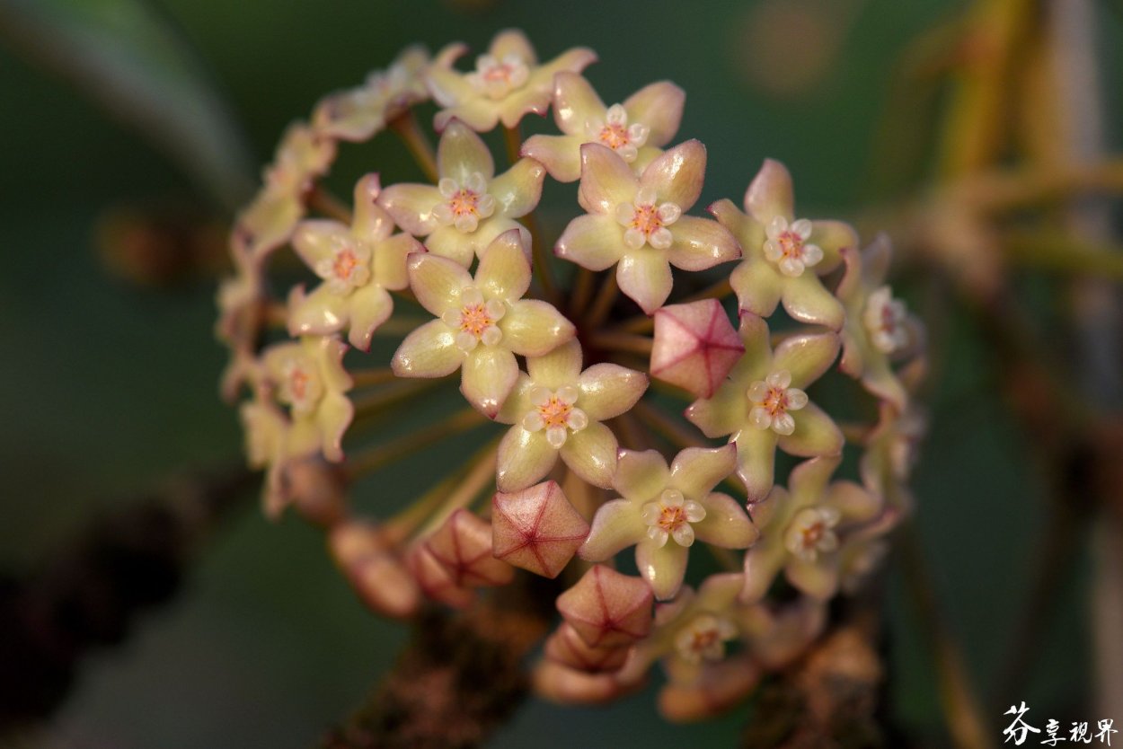 Хойя Hoya macrophylla