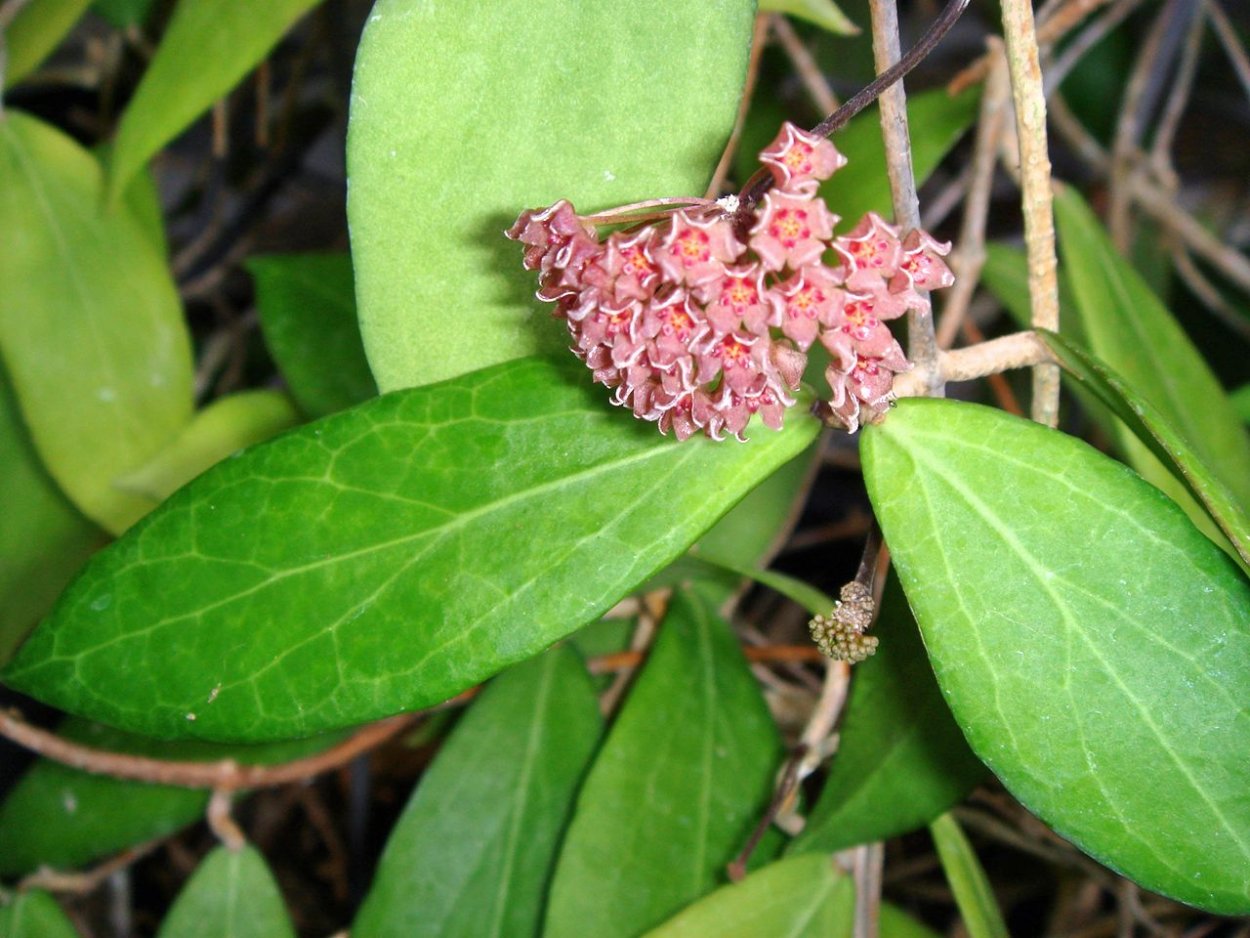 Хойя каприфолия