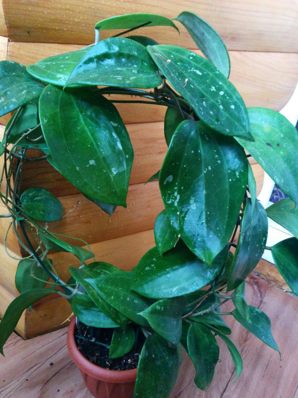 Хойя macrophylla Splash