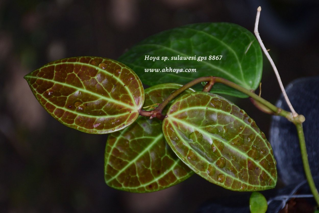 Хойя Сулавеси 8867