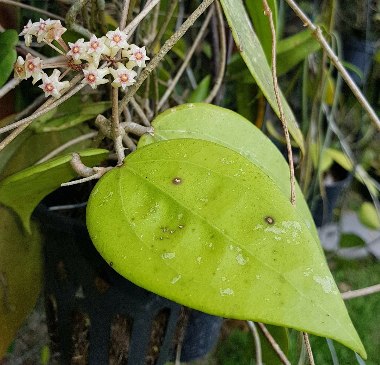 Хойя ригида