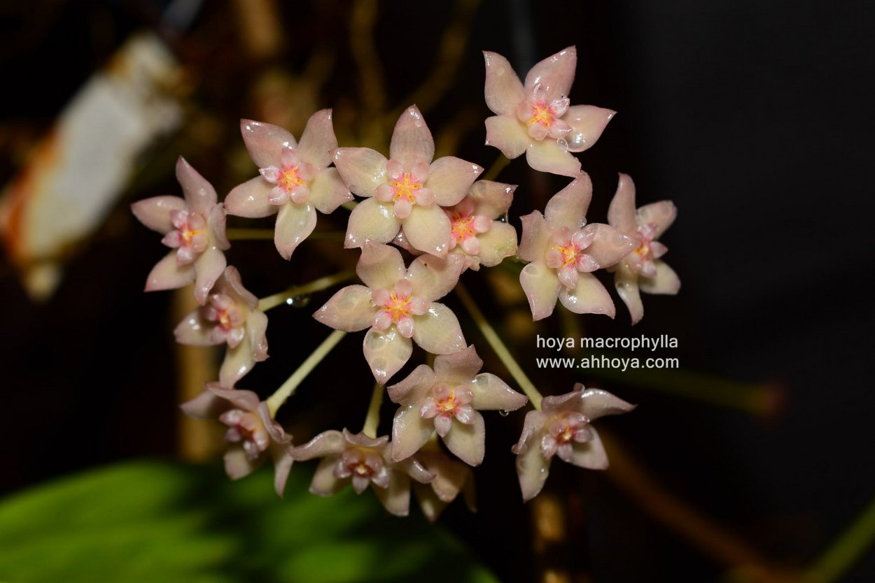 Хойя macrophylla Snow Queen