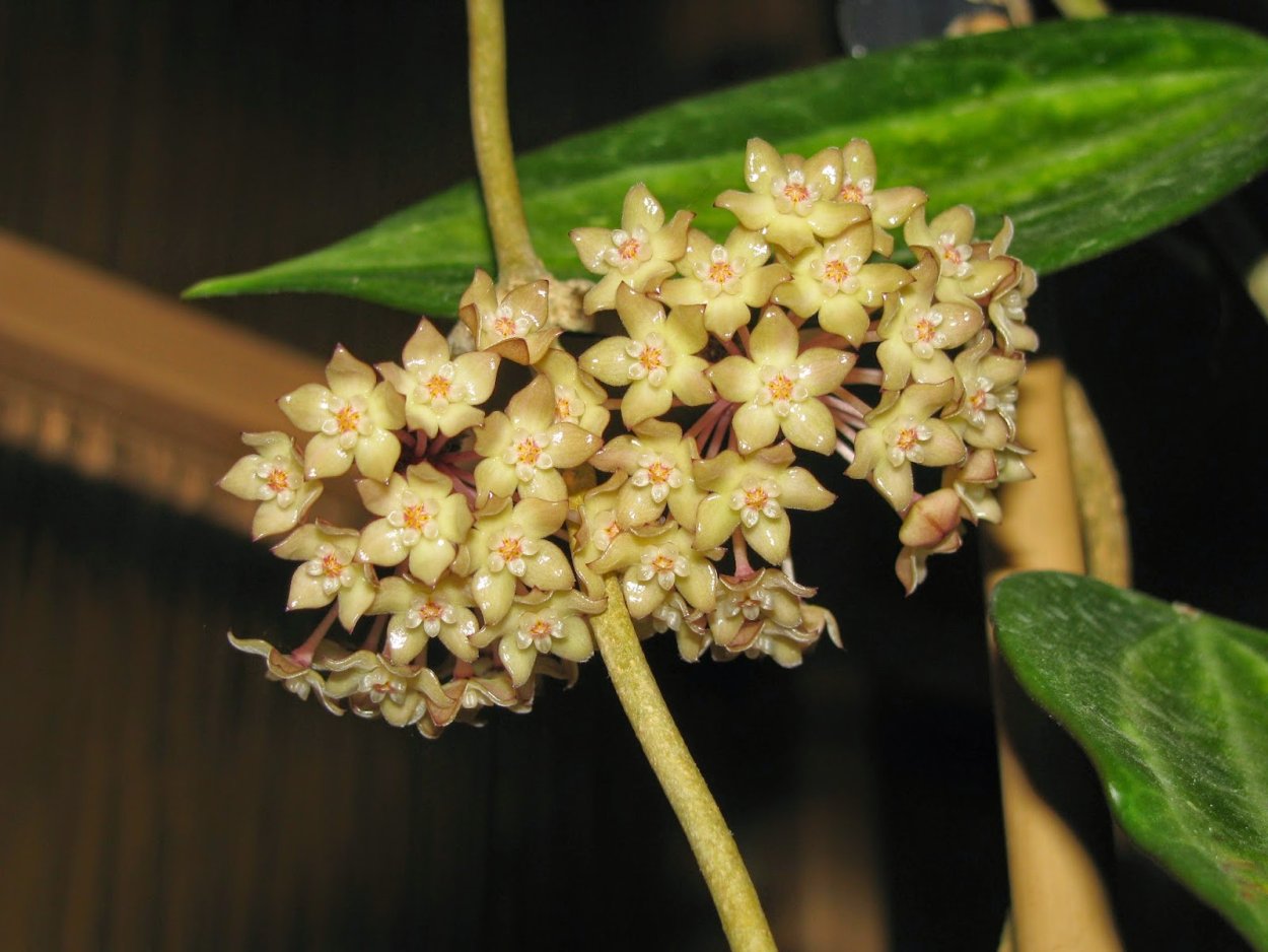 Хойя macrophylla variegata