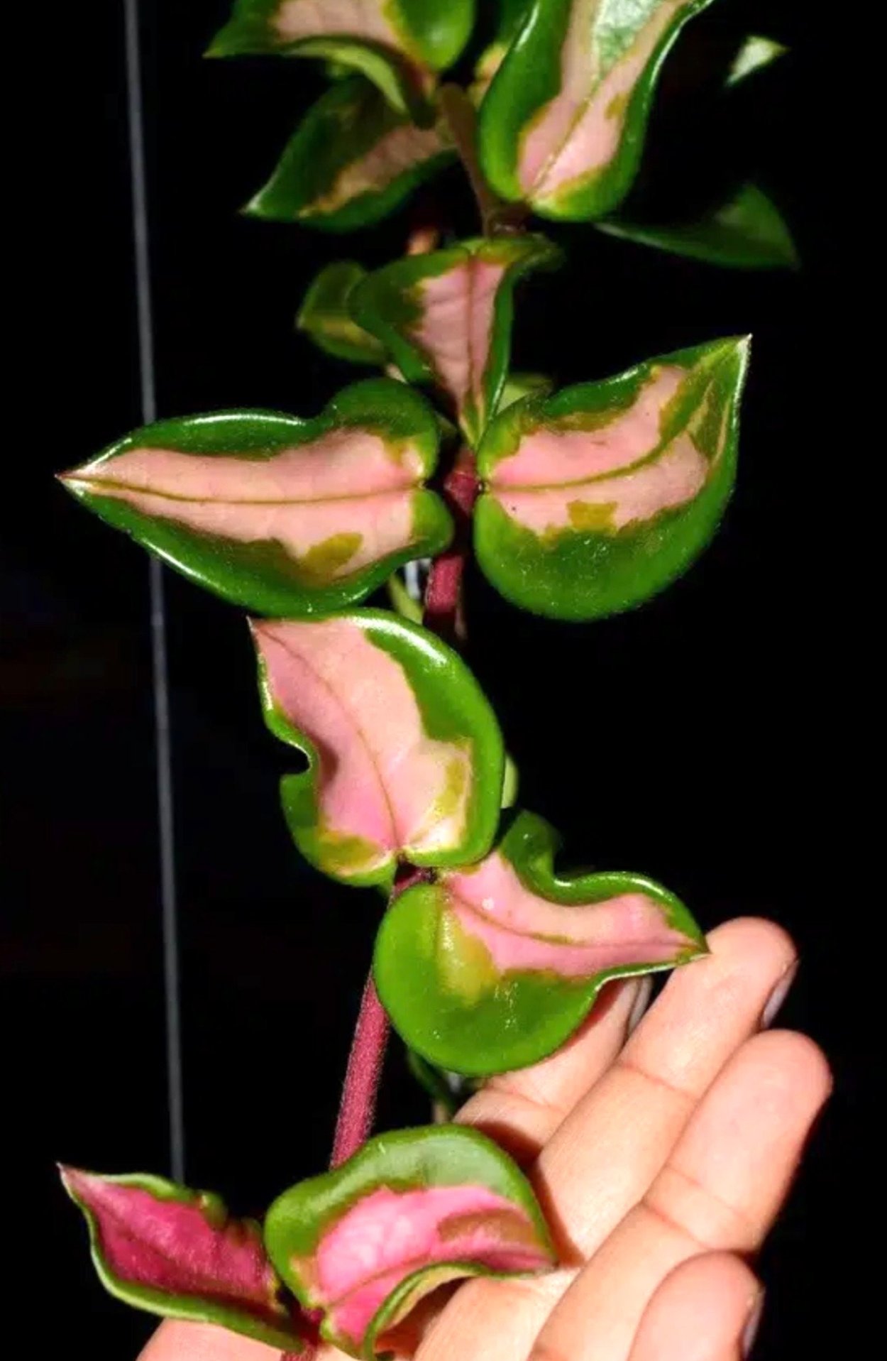 Хойя Карноза Бразил