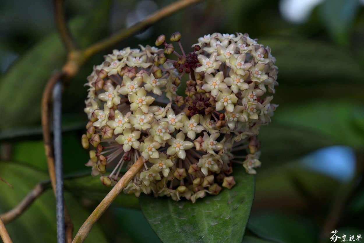 Хойя macrophylla Baibua