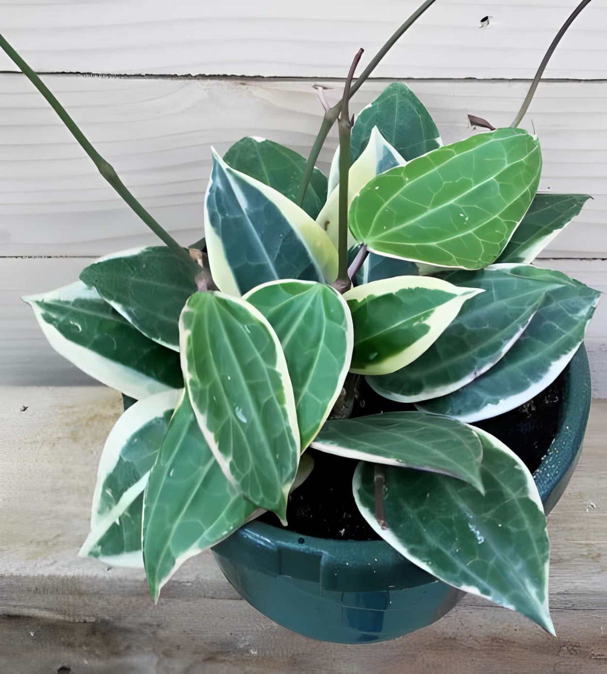 Hoya macrophylla variegata