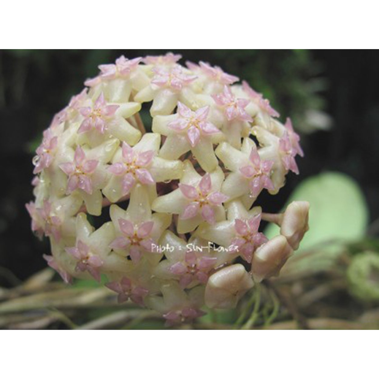 Хойя макрофилла Альба