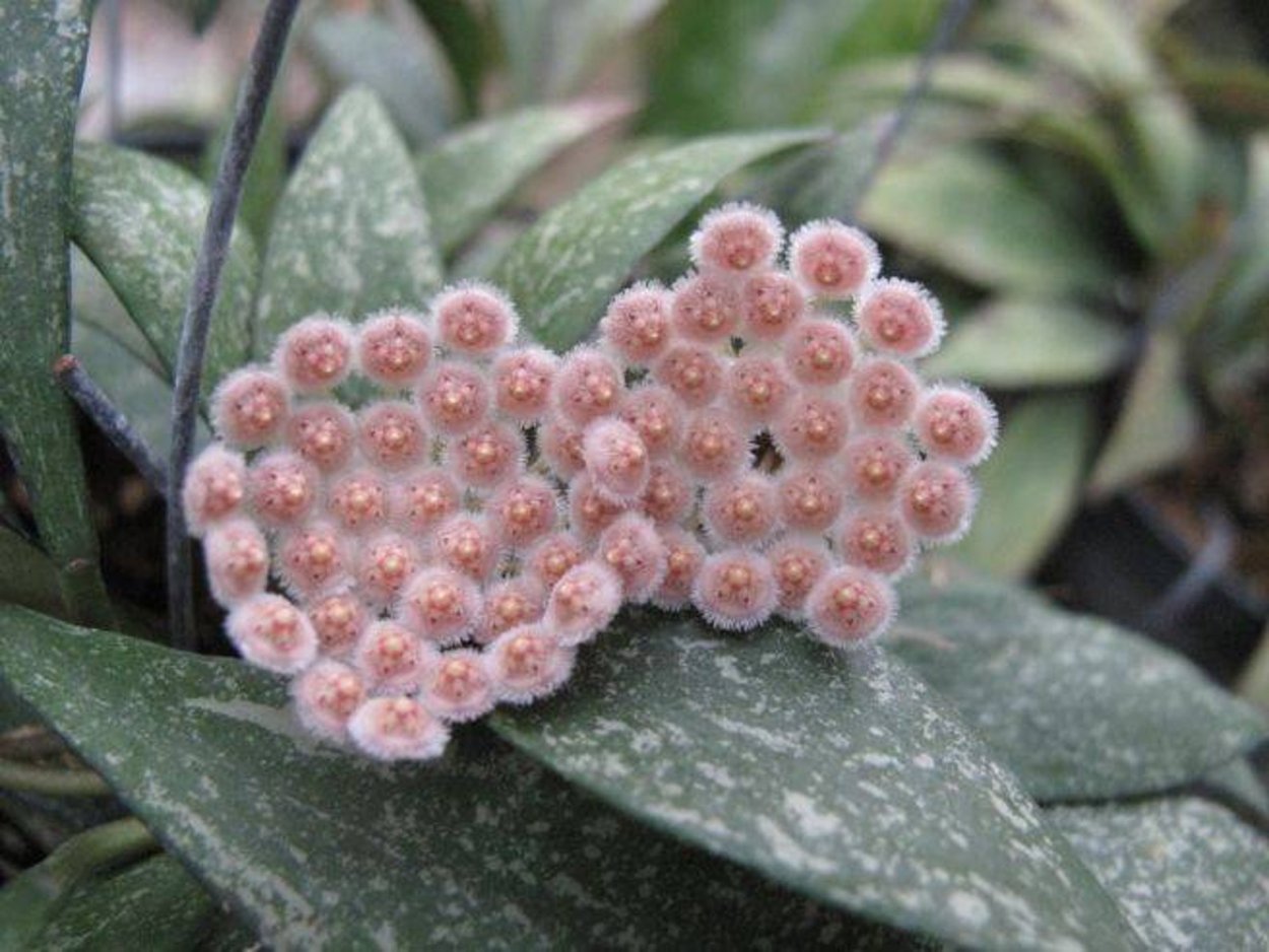 Хойя Парвифлора