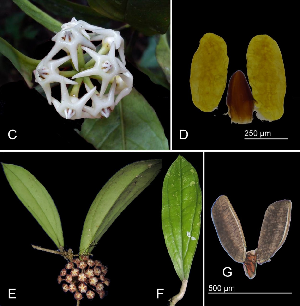 Rigidifolia Хойя