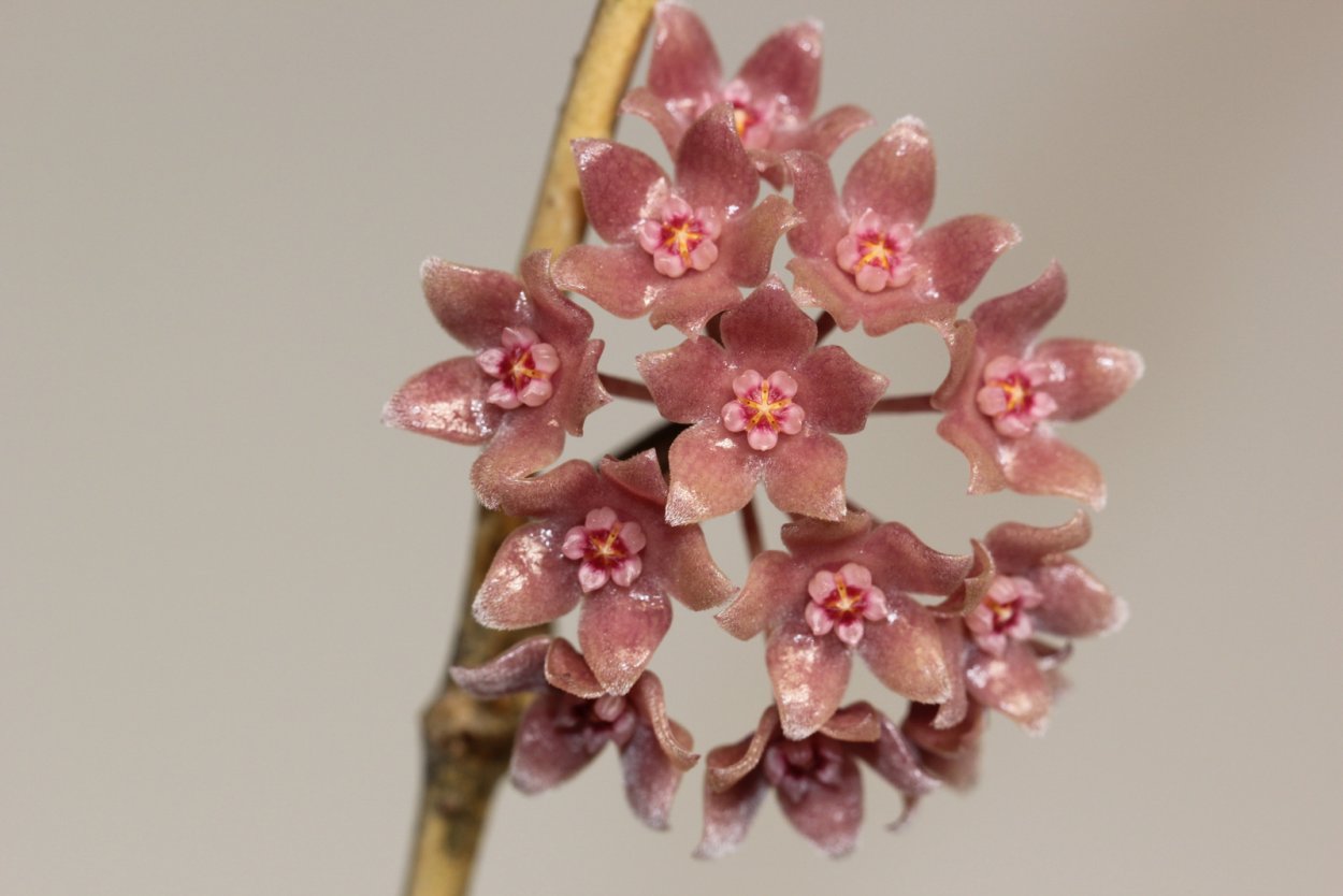 Hoya polystachya