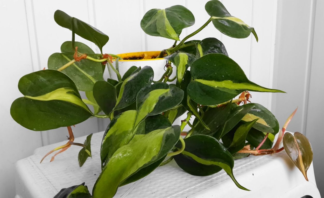 Филодендрон Гоэлди