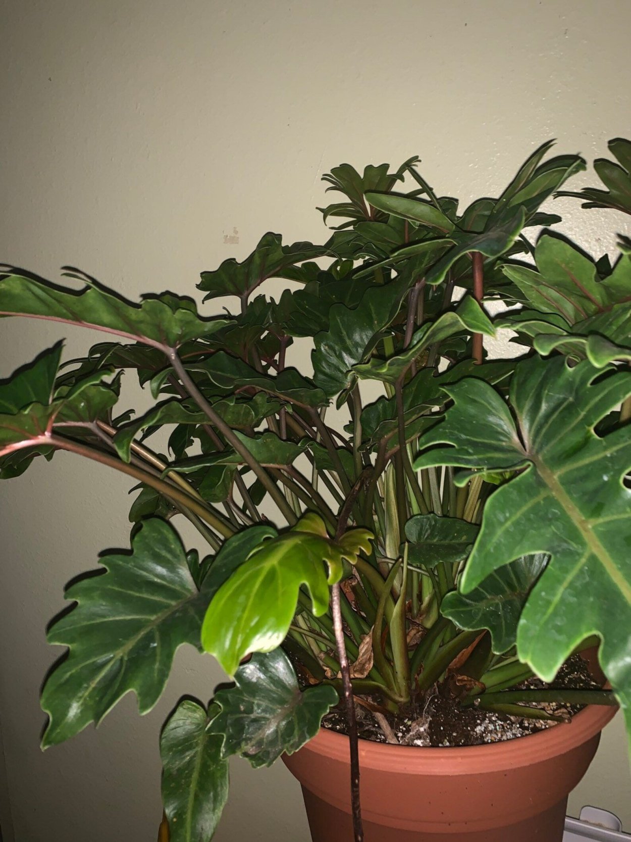 Филодендрон Кверцифолиум