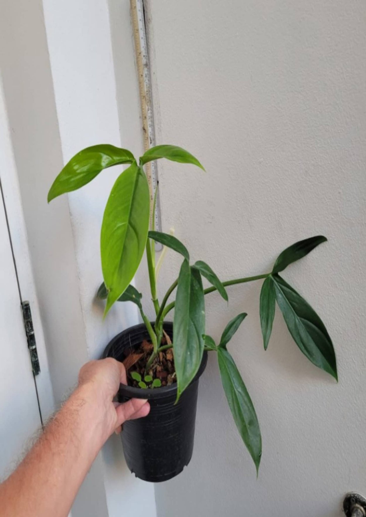 Филодендрон трипартитум