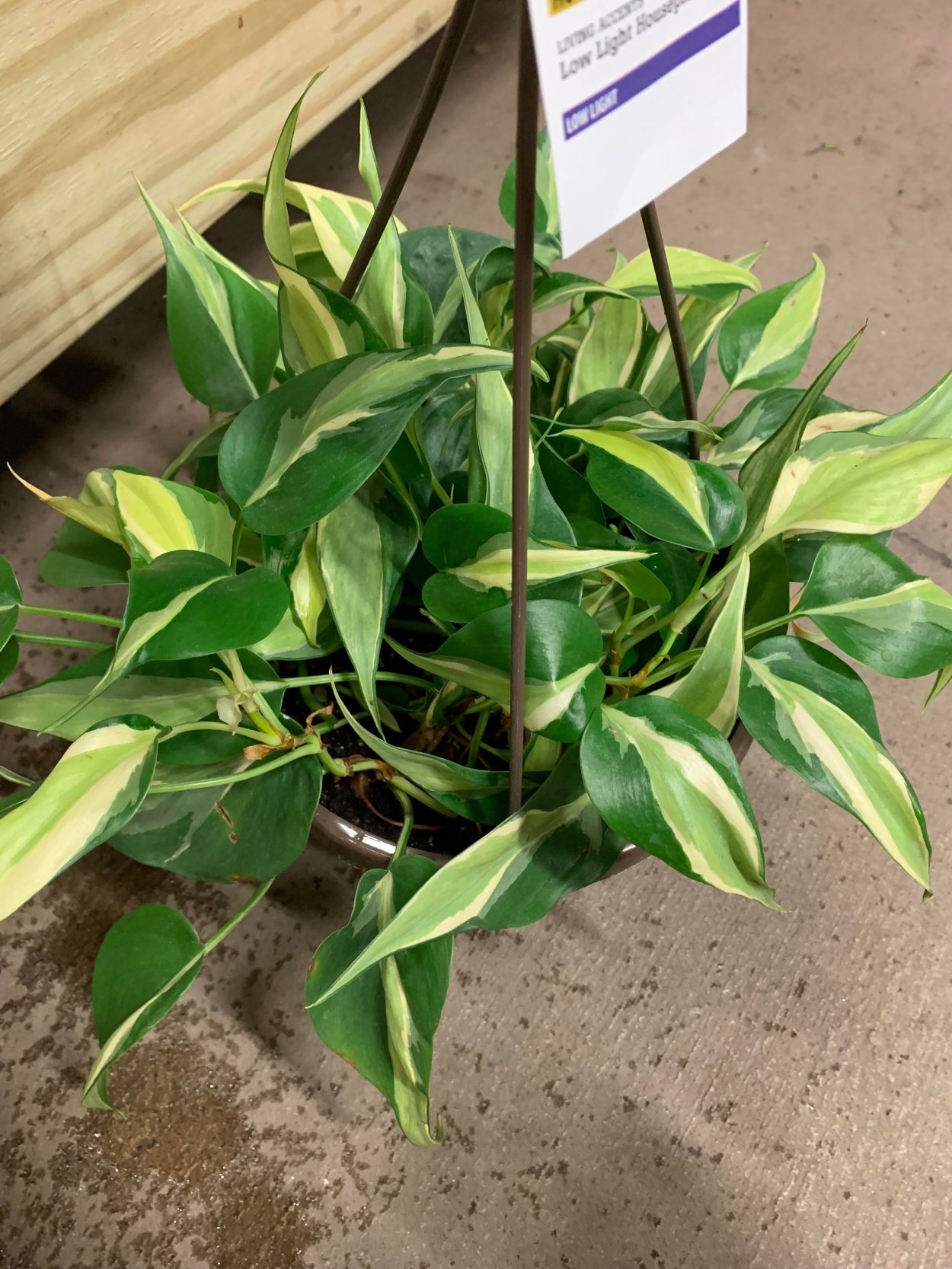 Филодендрон Сильвер спирит