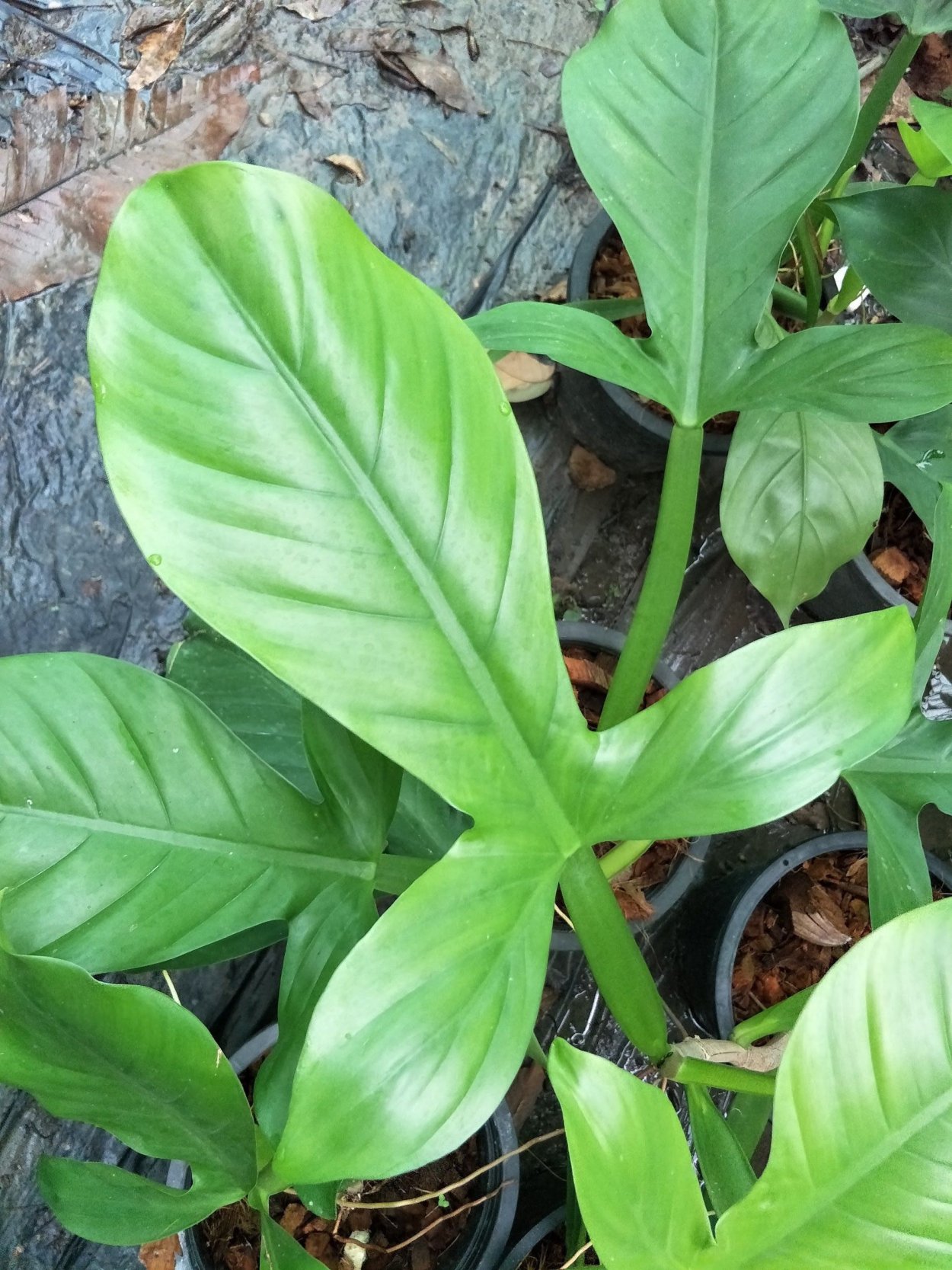 Филодендрон applanatum