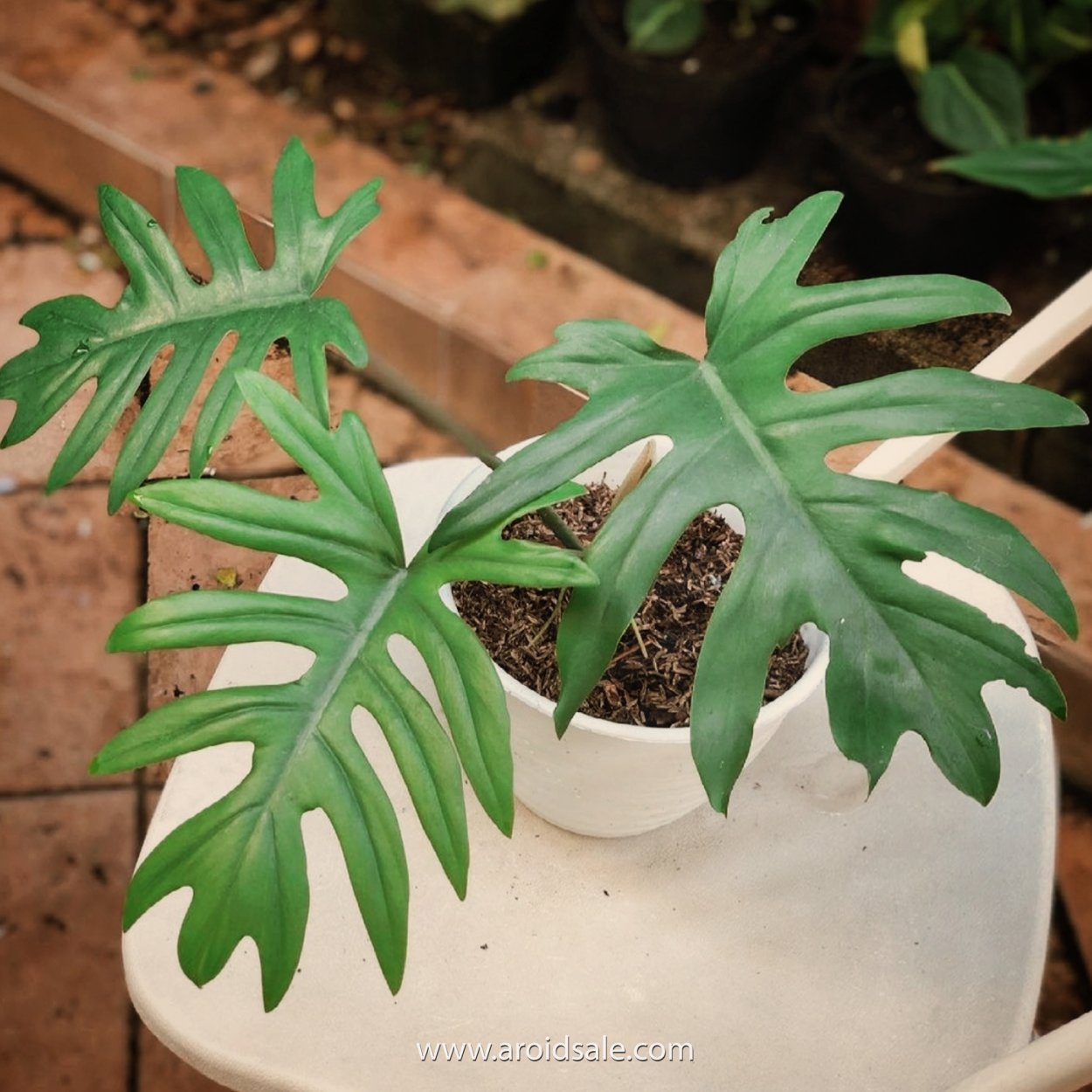 Philodendron Mayoi