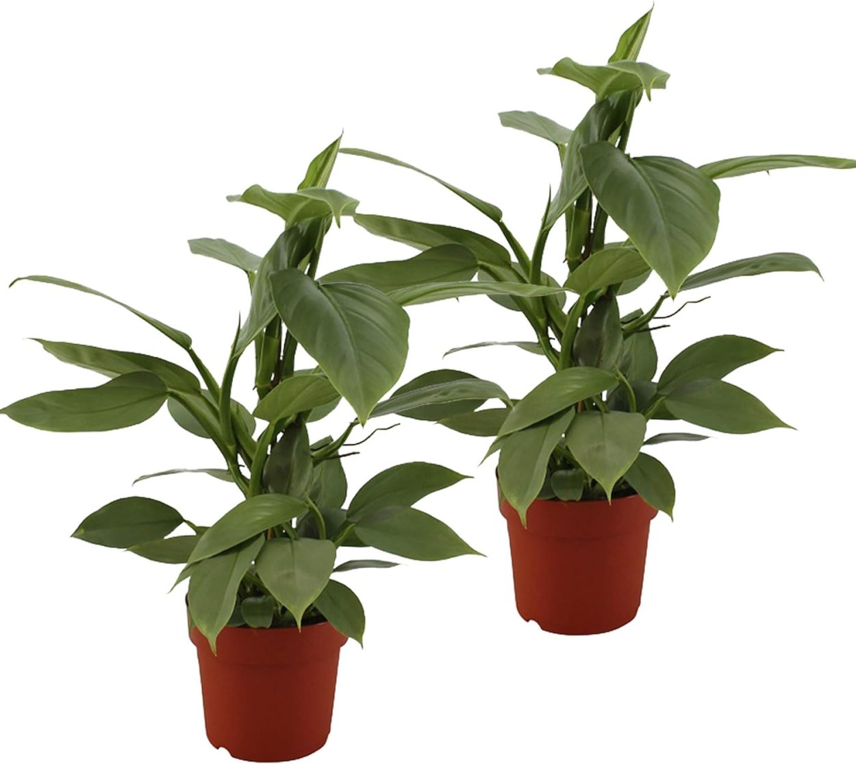 Филодендрон Silver Sword