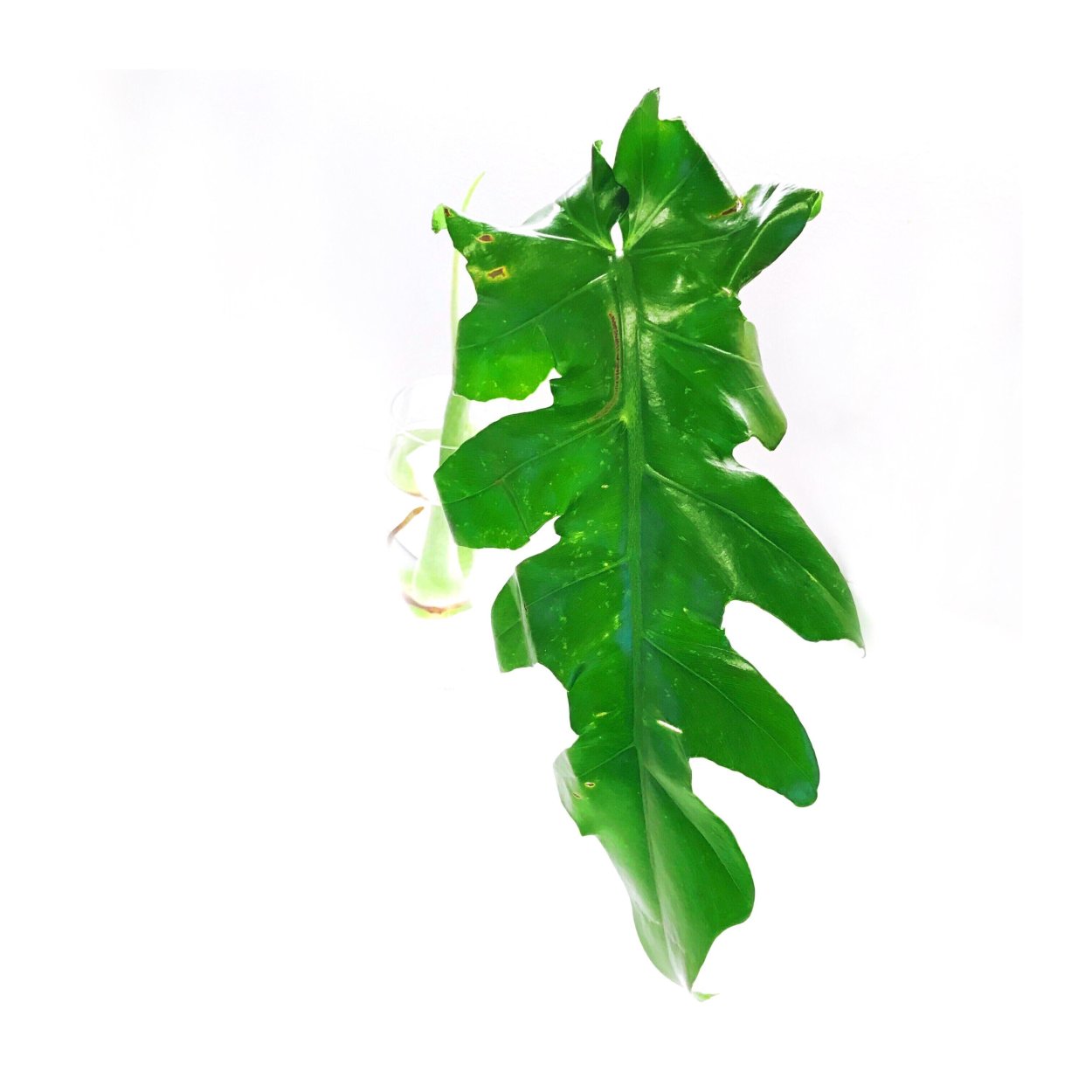 Филодендрон Trophy