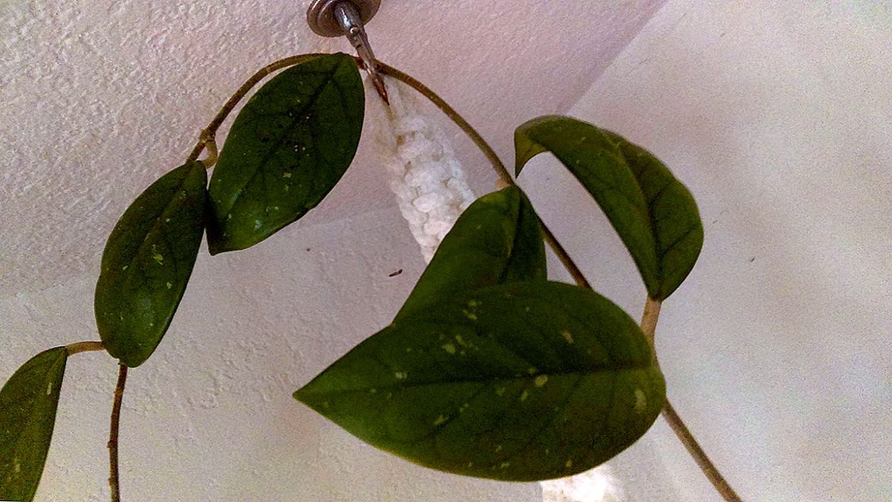 Хойя флавида фото