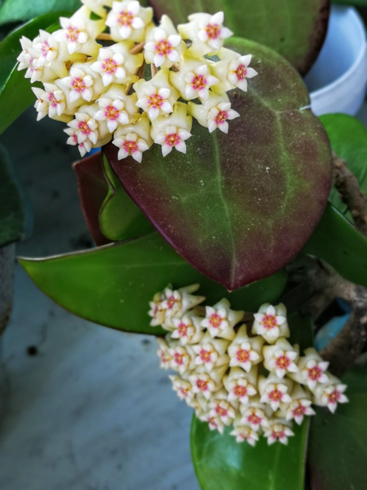 Цветение хойи с розовыми листьями