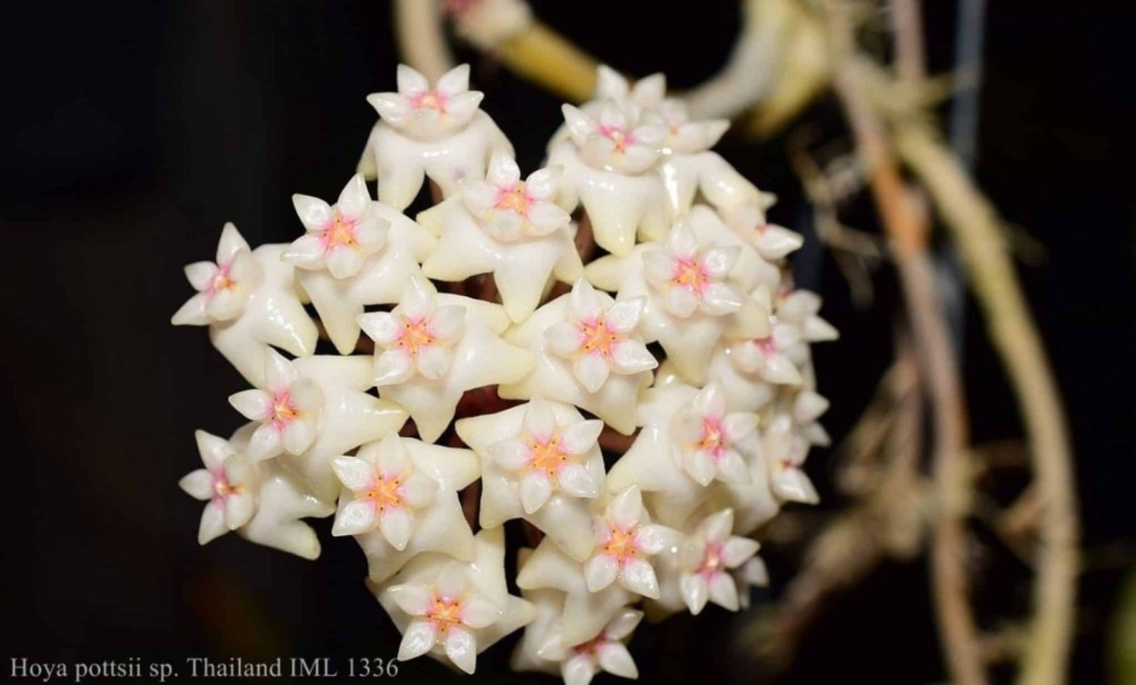 Hoya pottsii