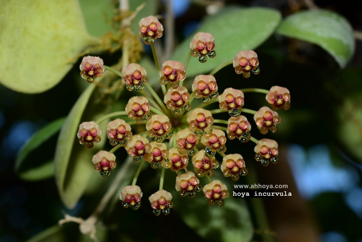 Хойя incurvula