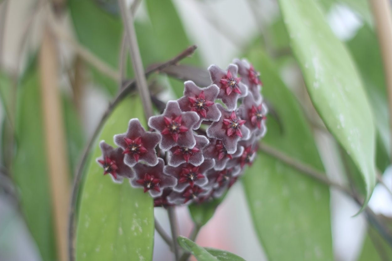 Хойя ред бутон