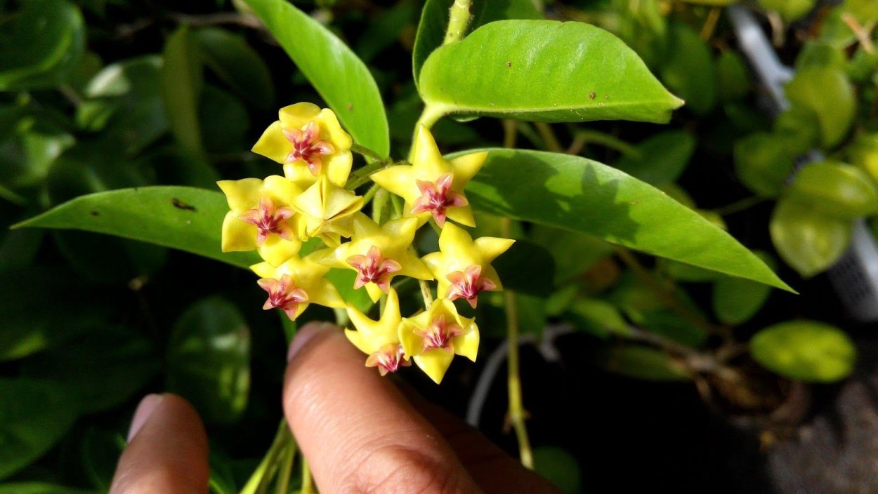 "Hoya cumingiana Хойя каминга"