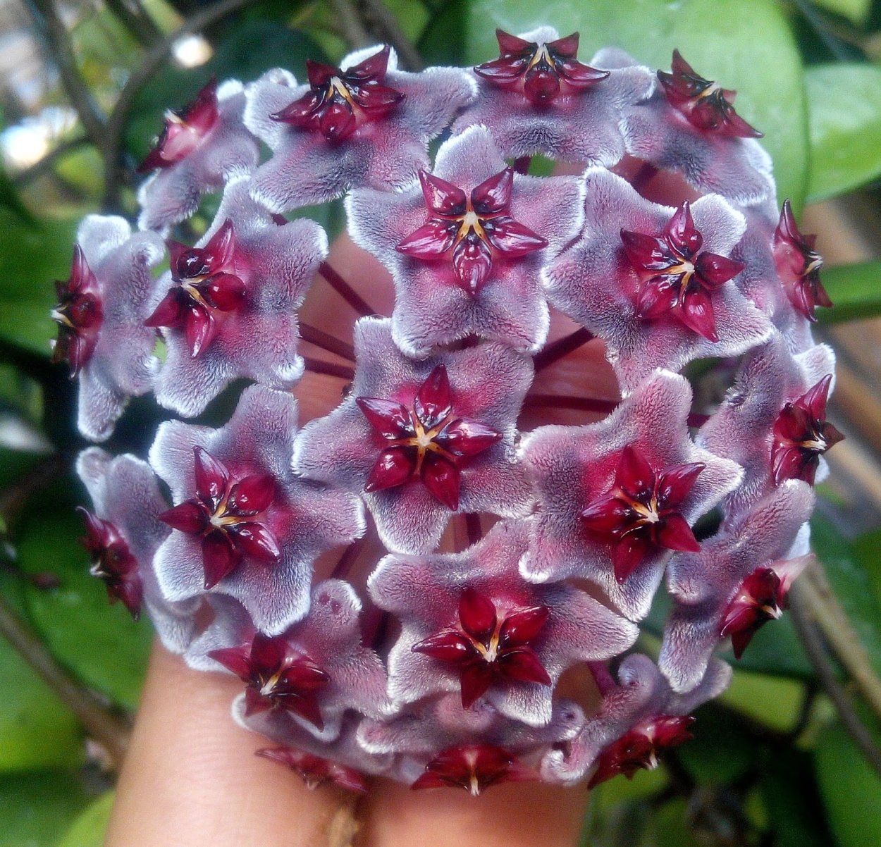 Хойя pubicalyx Royal Hawaiian