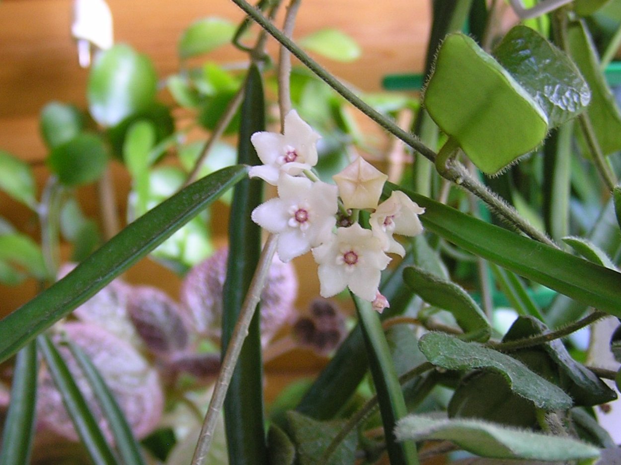 Хойя Шеперди Hoya shepherdii