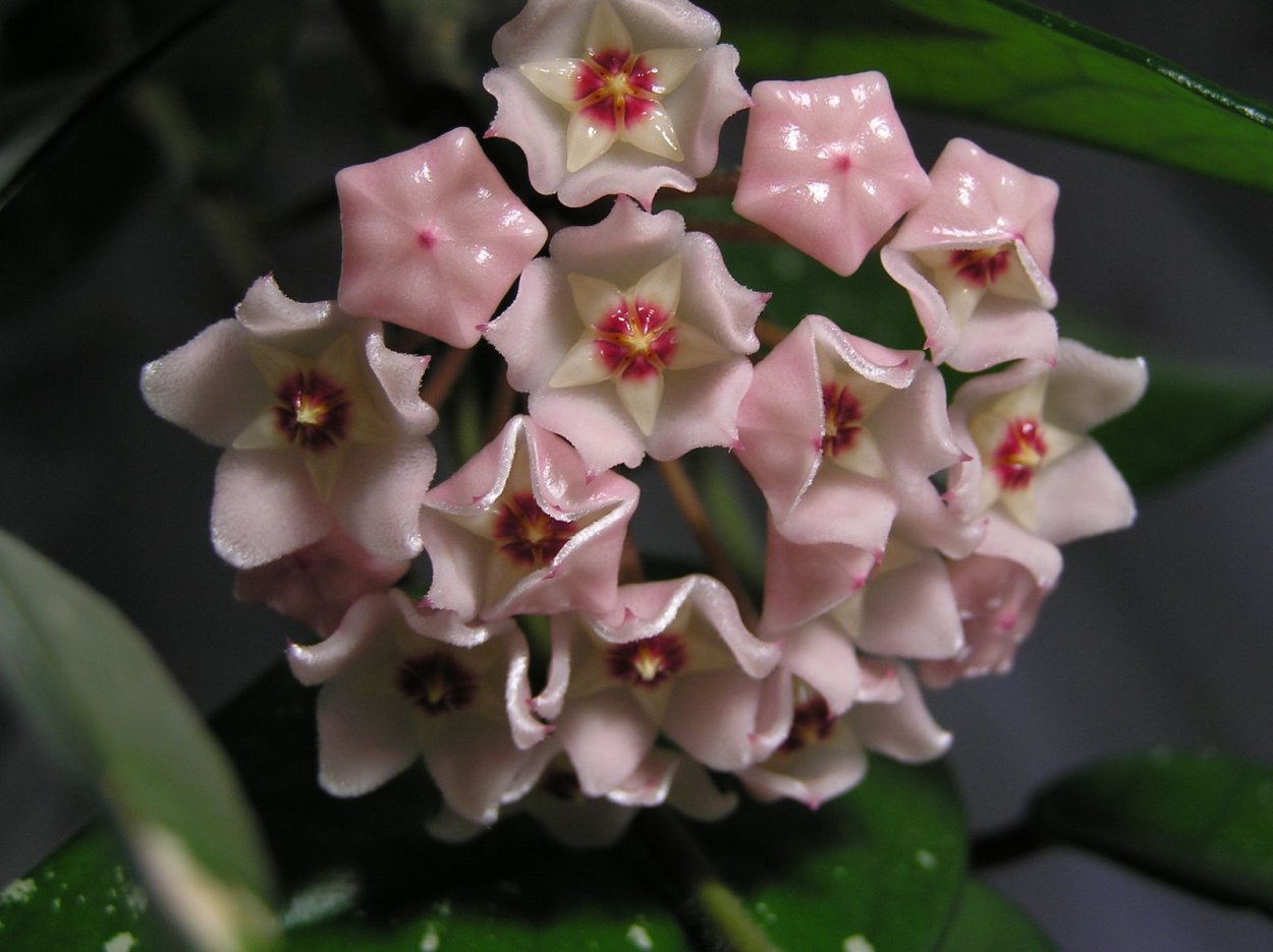 Хойя Карноза шоу бол