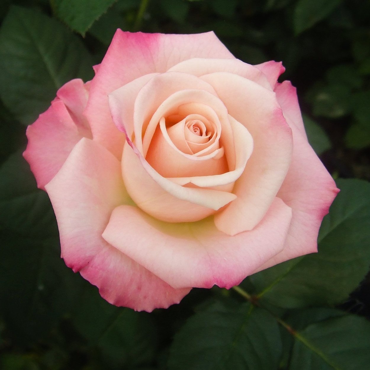 Чарминг флоу роза