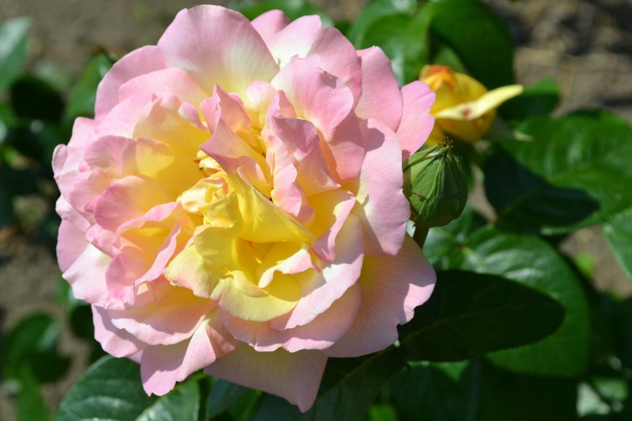 Роза чайно-гибридная Глория дей