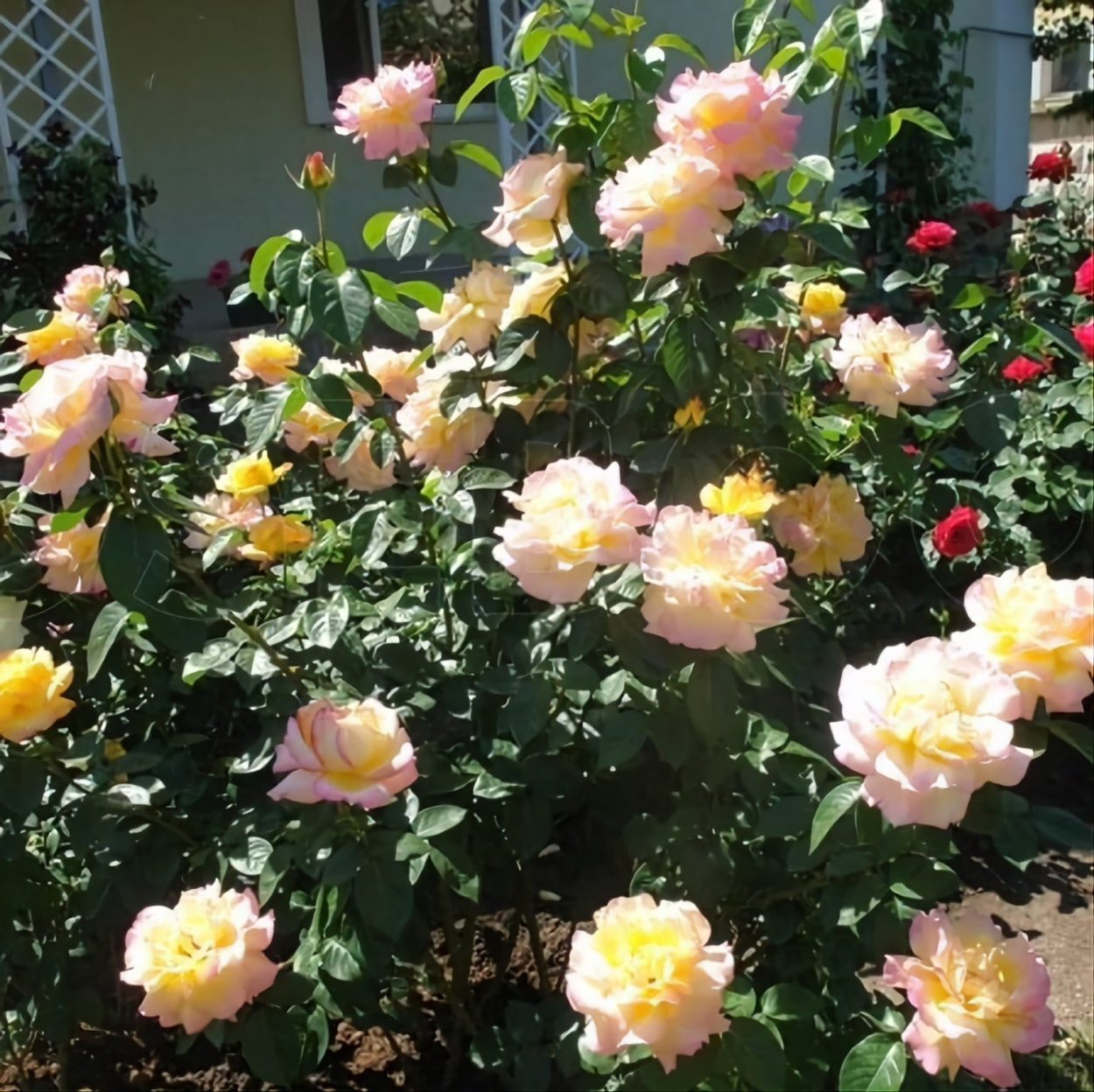 Роза Глория дей плетистая