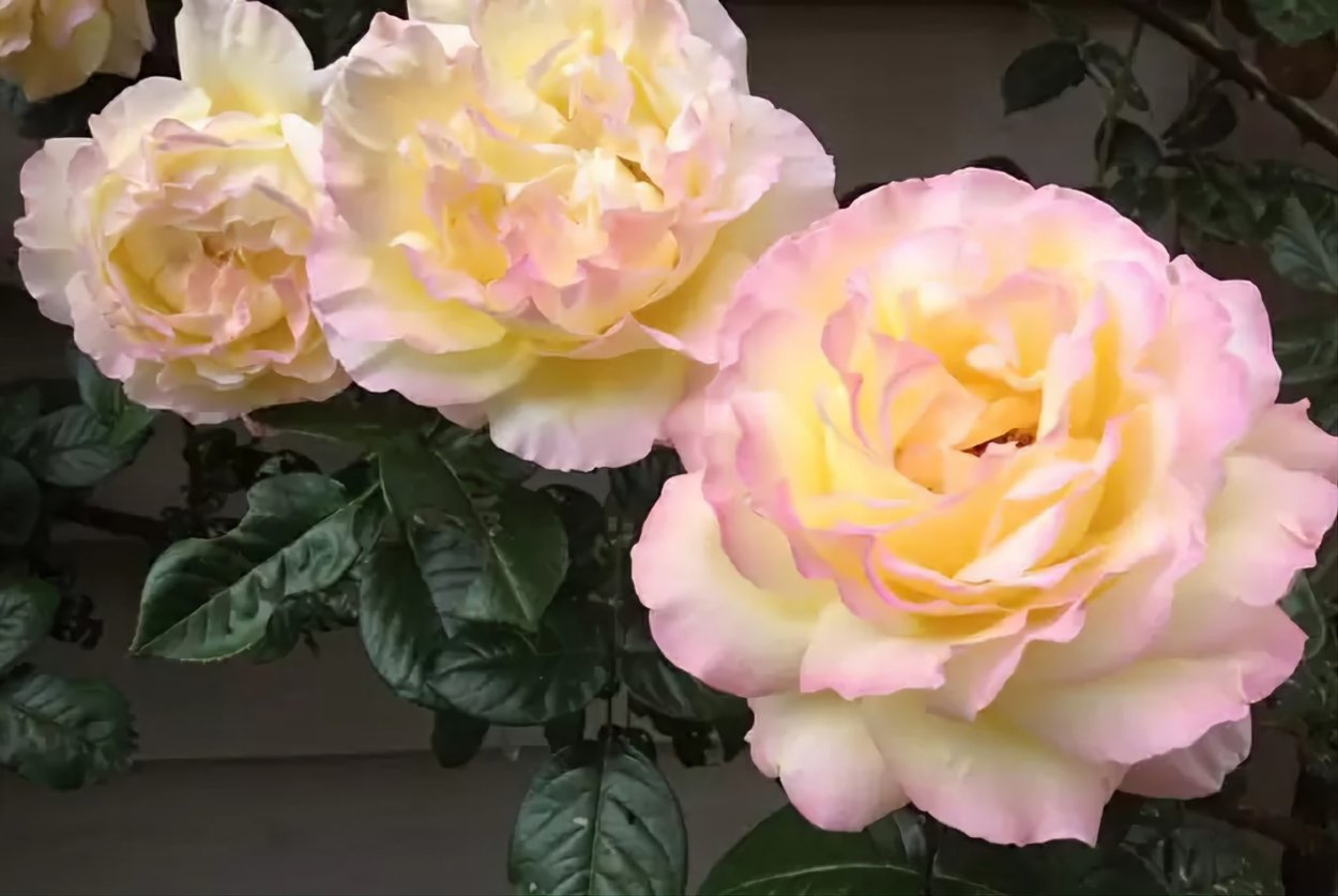 Розы плетистые, сорт Глория дей (Gloria dei)