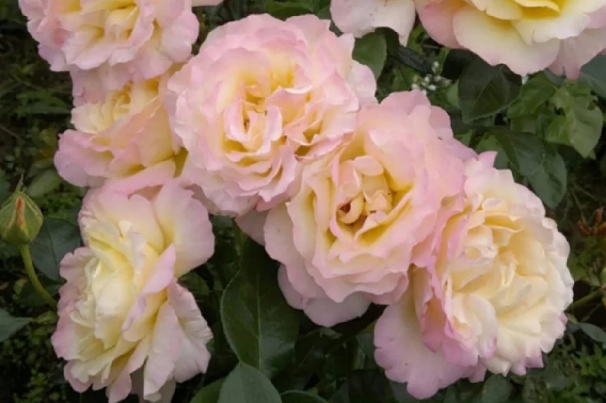 Роза Глория дей плетистая