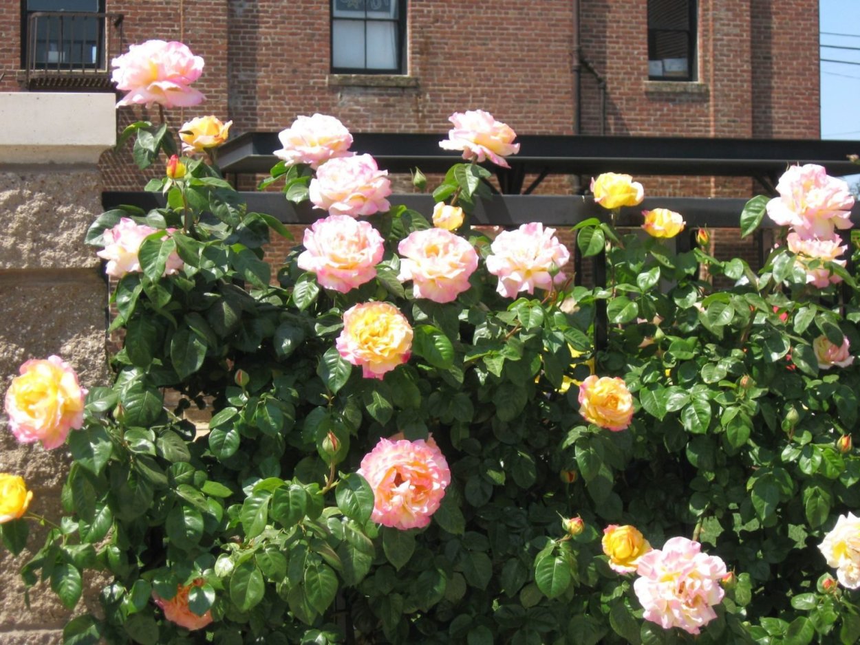 Роза Пис Глория дей