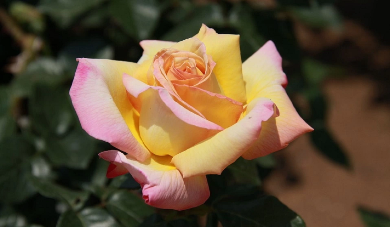 Роза чайно-гибридная Глория Дэй