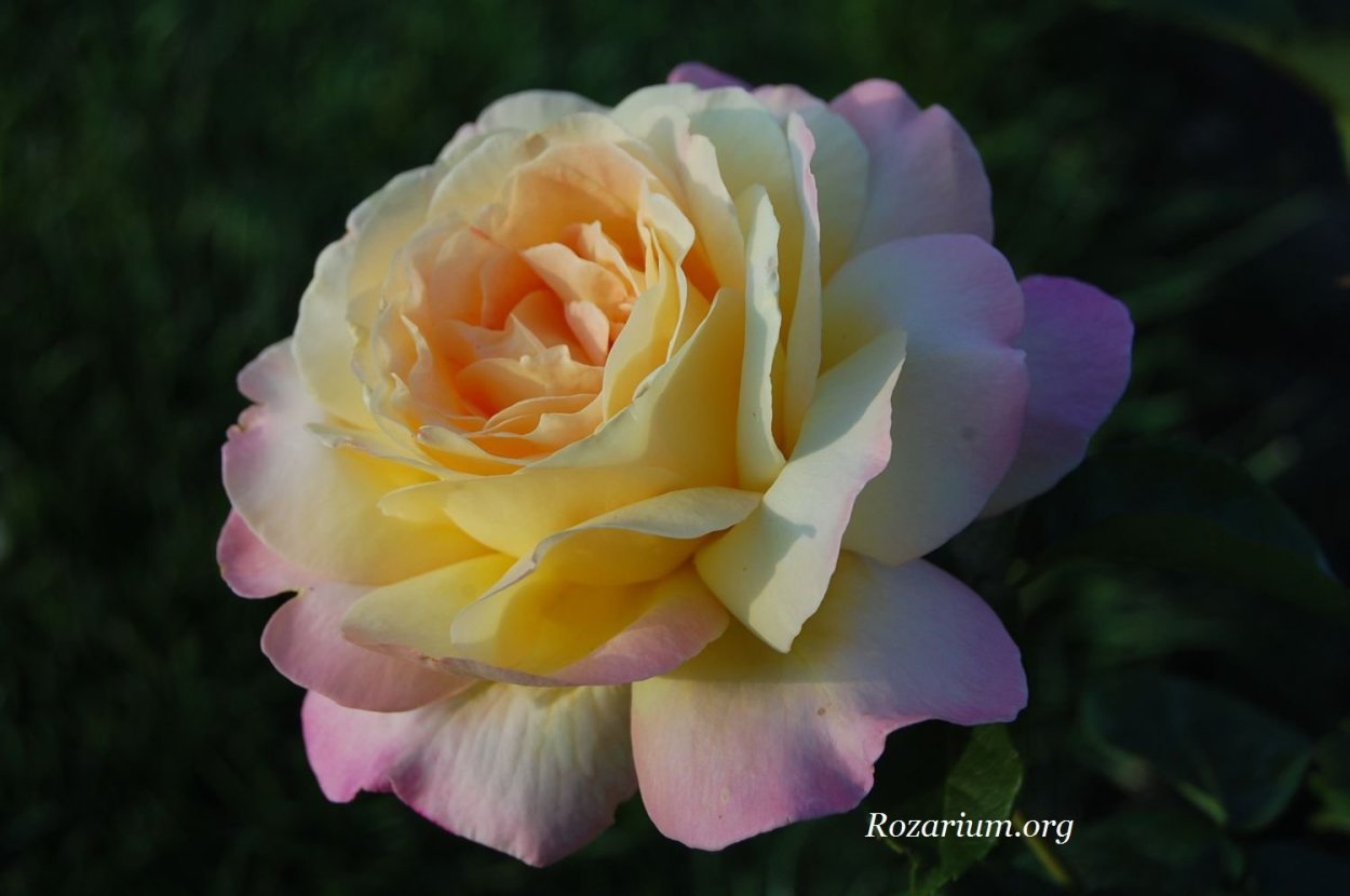 Сорт розы Глория премиум