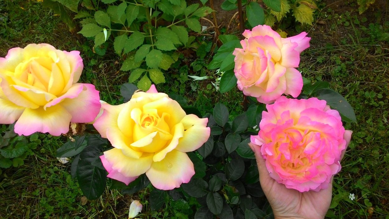 Роза Глория Клайминг