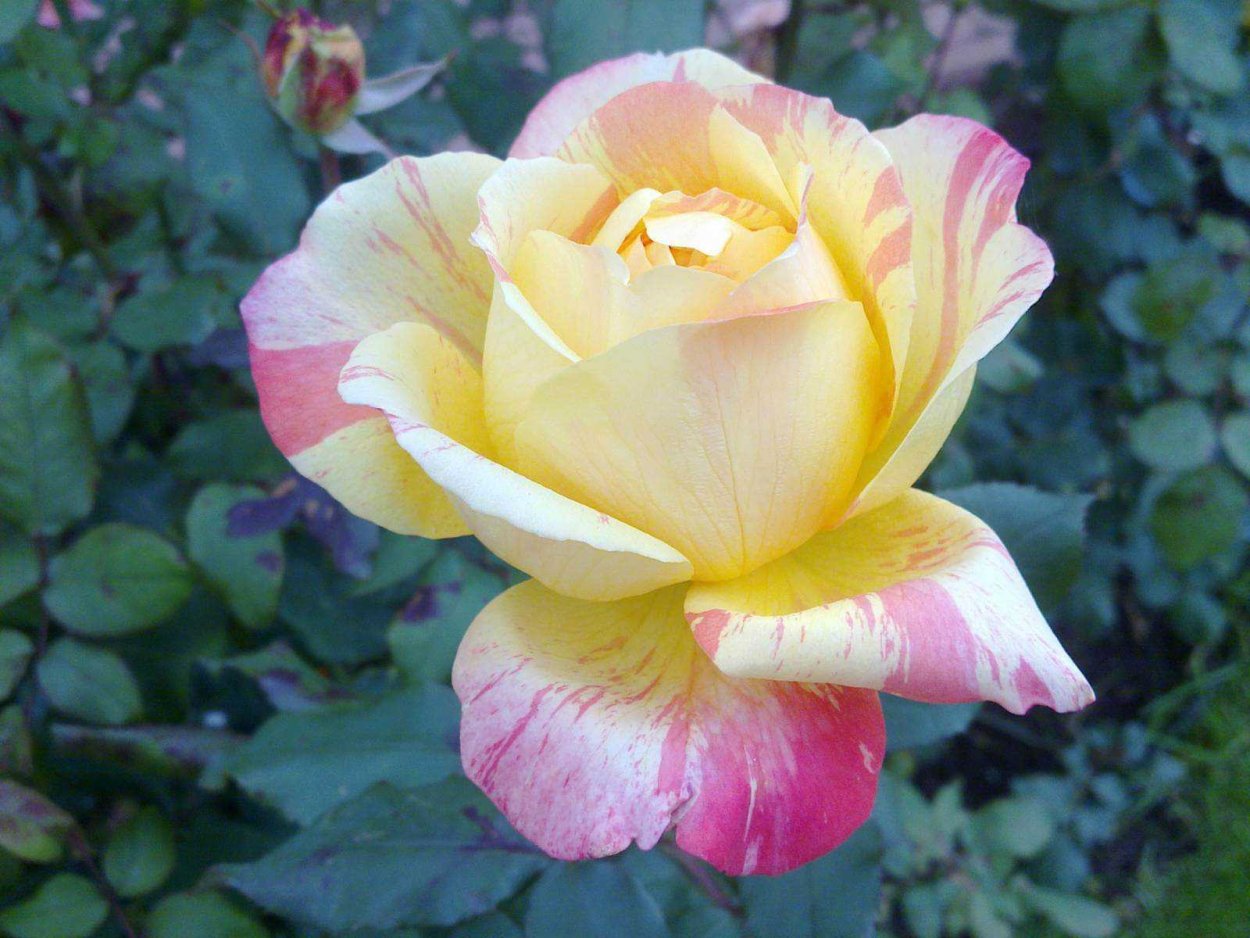 Роза Глория дей (Gloria dei)