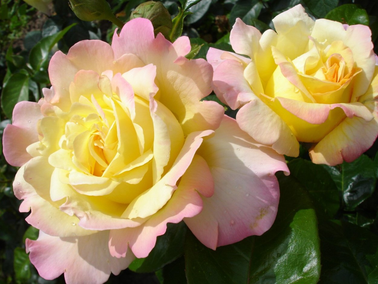 Роза Глория дей